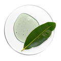 Huile de calophylle